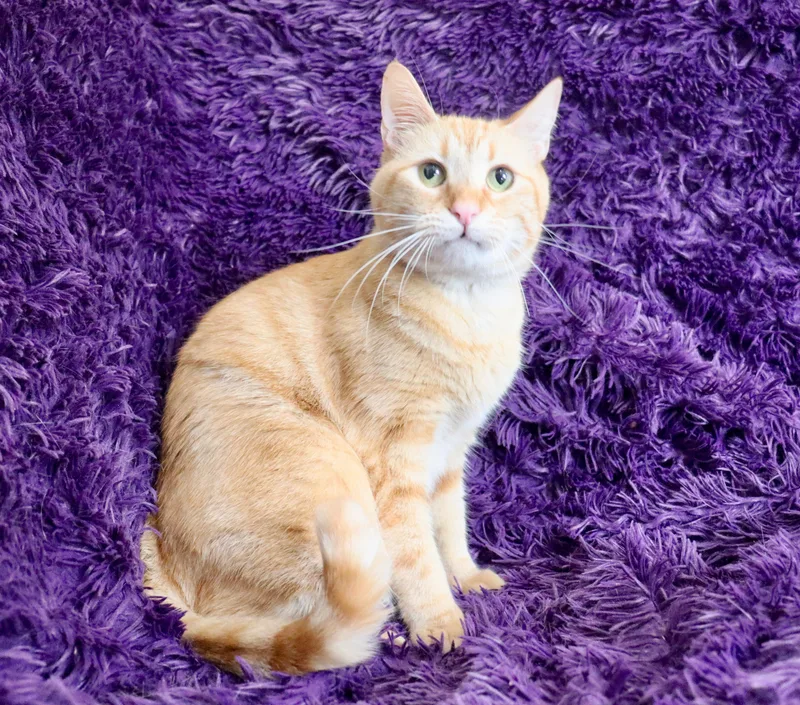 A young large-sized male Orange / Red Tabby cat named Mellow Yellow for adoption in Saint Augustine, FL