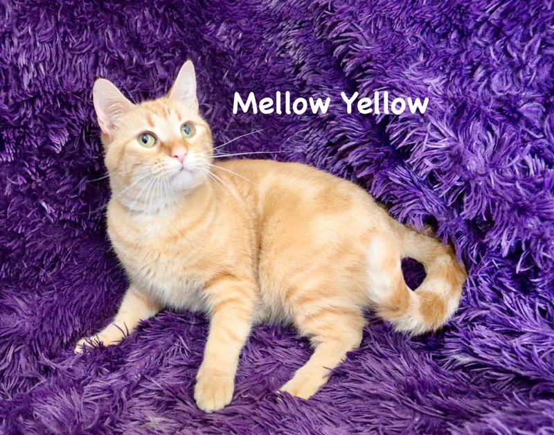 Mellow Yellow thumbnail 6