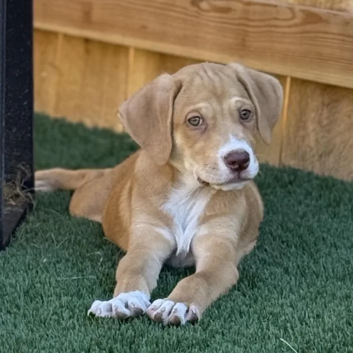 A baby medium-sized male Yellow / Tan / Blond / Fawn Hound dog named Garrett for adoption in La Grange, KY
