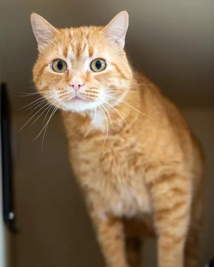 An adult medium-sized male Domestic Short Hair cat named Peaches for adoption in Pequot Lakes, MN