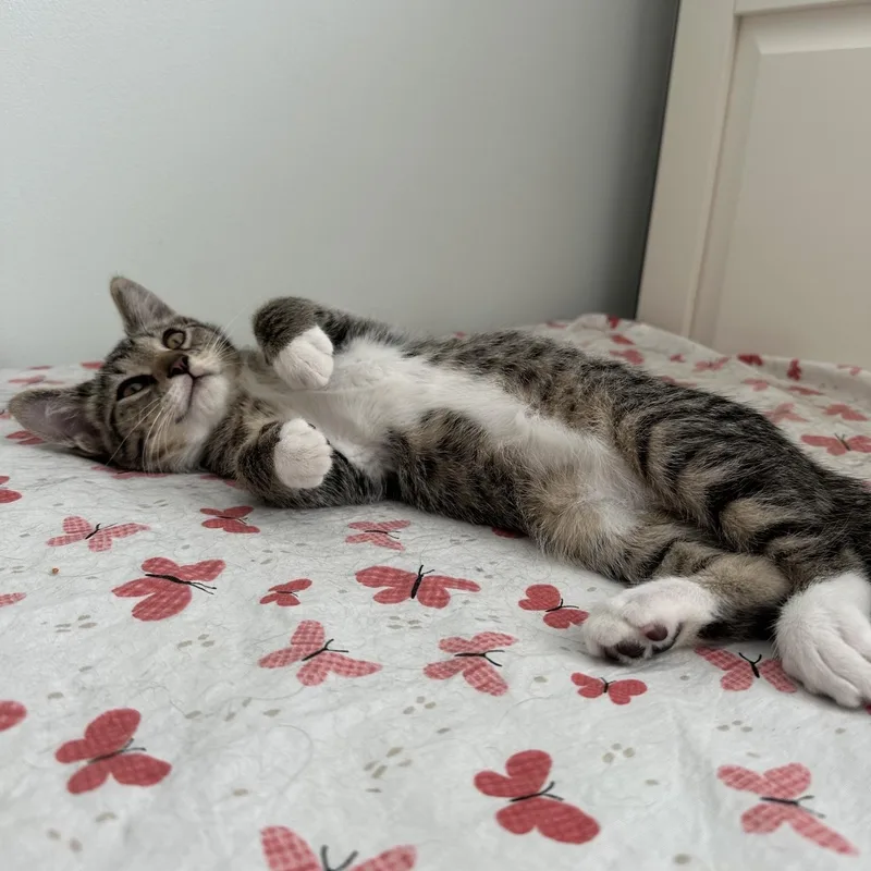 A baby large-sized male Tabby (Brown / Chocolate) Domestic Short Hair cat named Spats for adoption in Farmington, MN