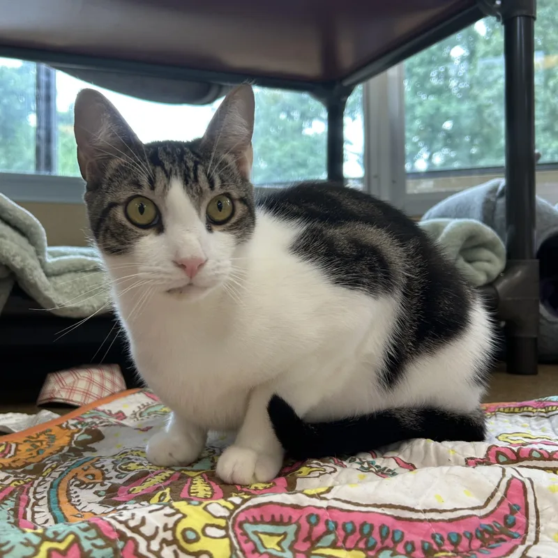 A young medium-sized male Tabby (Buff / Tan / Fawn) Domestic Short Hair cat named Dunker for adoption in Eatontown, NJ