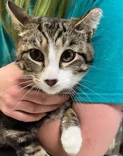 Heath Bar thumbnail 3