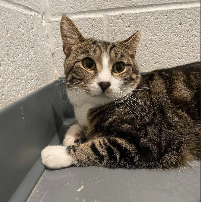 Heath Bar thumbnail 4