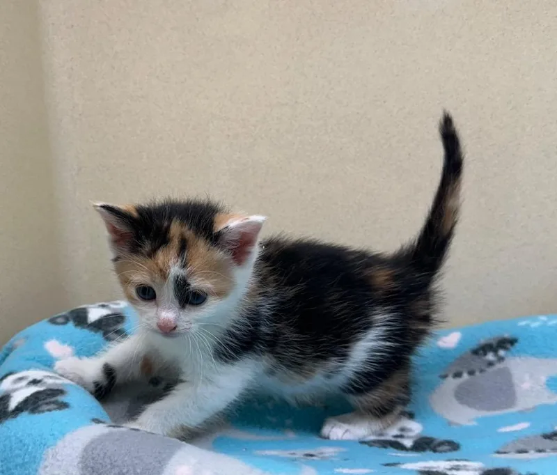 A baby small-sized female Domestic Short Hair cat named Marigold for adoption in Washington Court House, OH