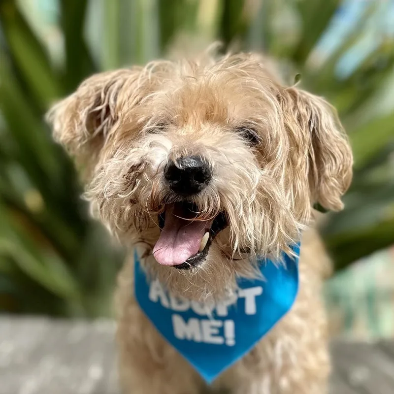 A senior small-sized male White / Cream Maltese dog named Tang for adoption in Pacific Grove, CA