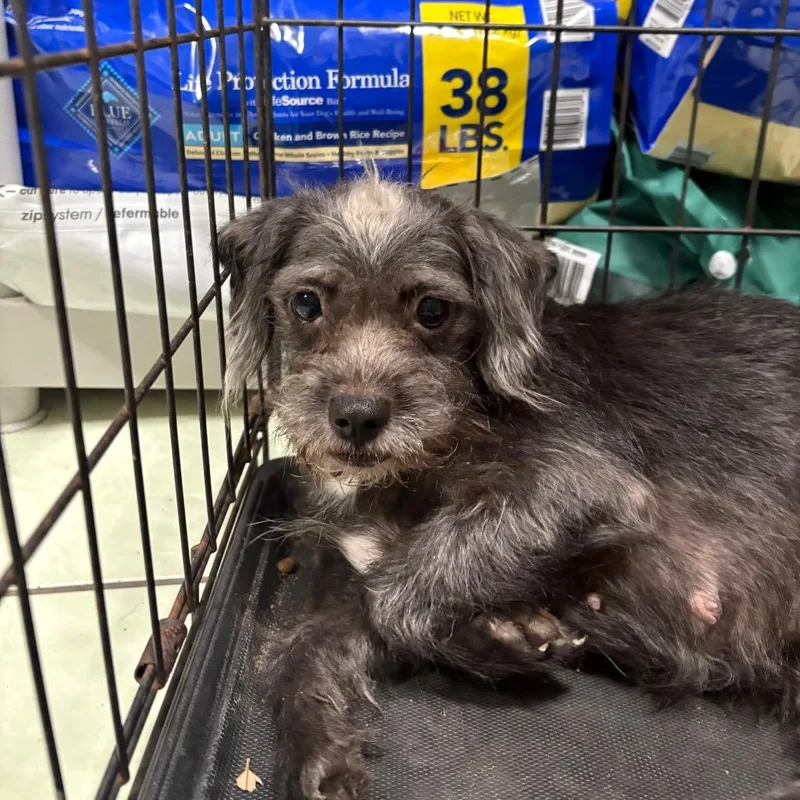 An adult small-sized female Gray / Blue / Silver Wirehaired Terrier dog named Bonnie for adoption in Tampa, FL