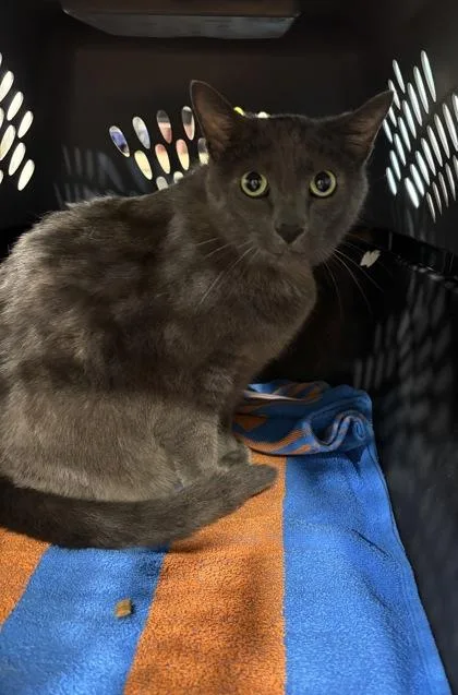 A baby small-sized male Domestic Short Hair cat named Bleu for adoption in Cincinnati, OH