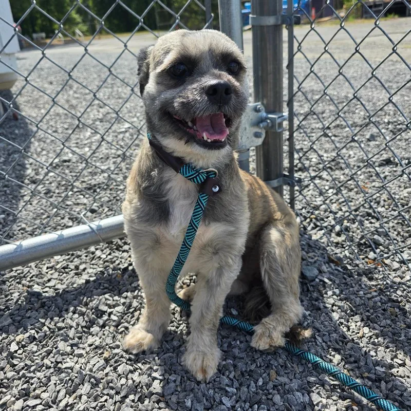 A baby small-sized female Gray / Blue / Silver Shih Tzu dog named Sugar for adoption in Walnut Cove, NC