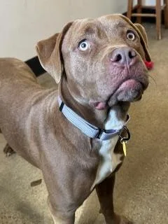 A young large-sized female Brown / Chocolate Pit Bull Terrier dog named Casey for adoption in Cleveland, OH