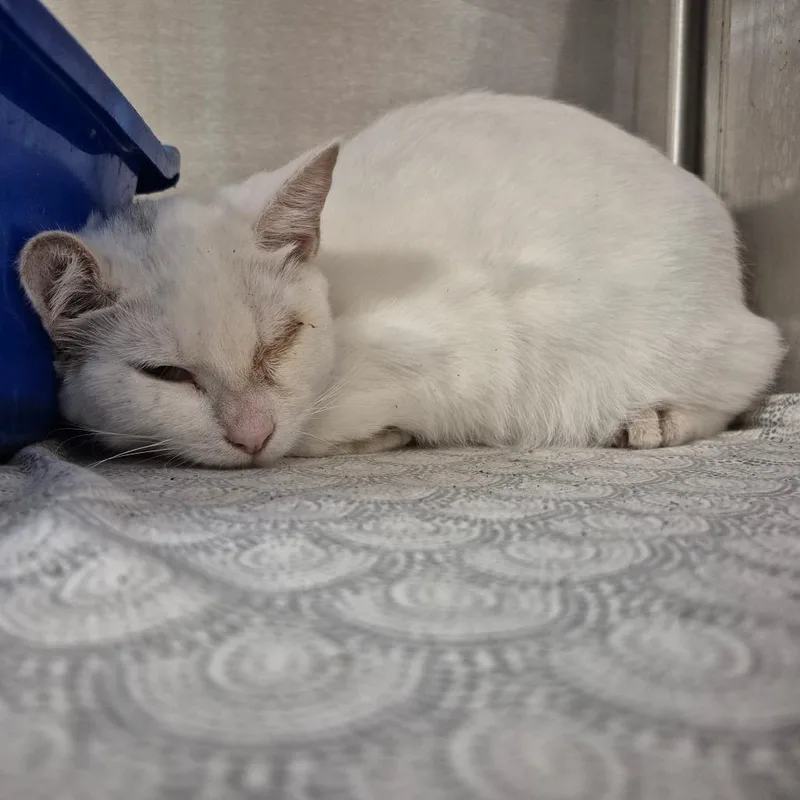 A young medium-sized female White Domestic Short Hair cat named Annie Oakley for adoption in Kingman, KS