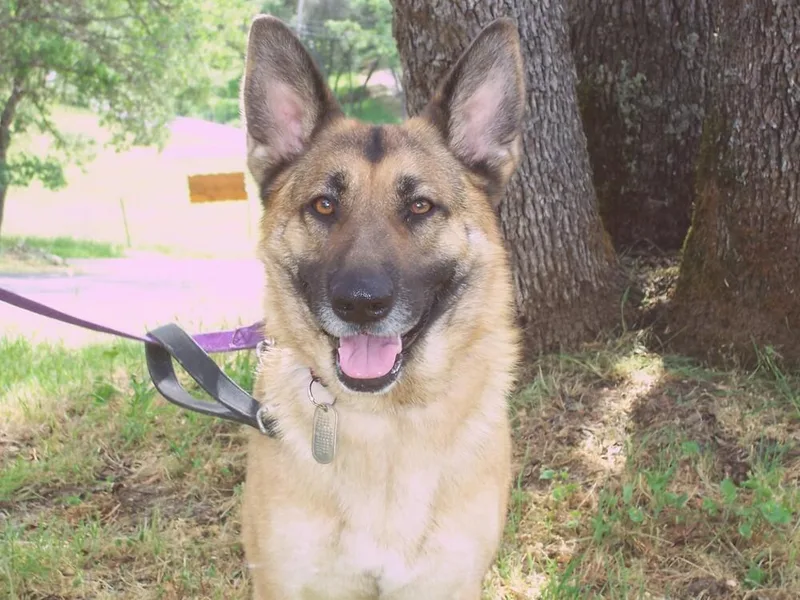 An adult large-sized female Brown / Chocolate German Shepherd Dog dog named Ivy for adoption in Shingle Springs, CA