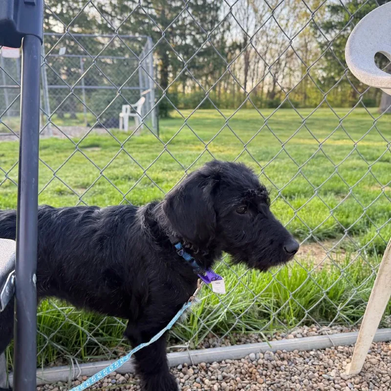 A baby small-sized male Black Labrador Retriever dog named Robby for adoption in Columbia Station, OH