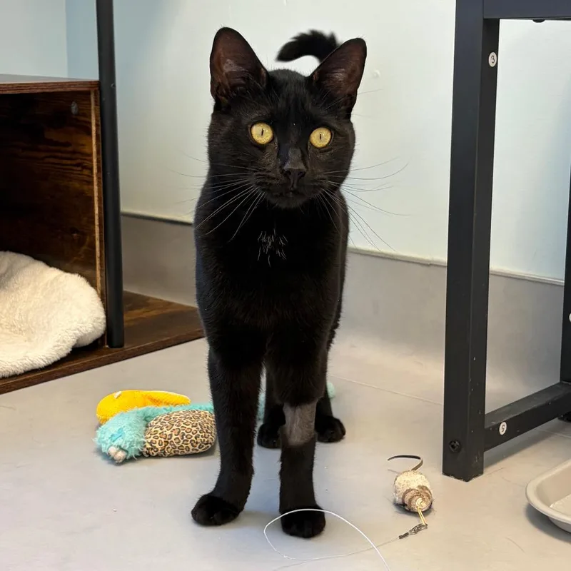 An adult large-sized male Black Domestic Short Hair cat named Tori for adoption in Boston, MA