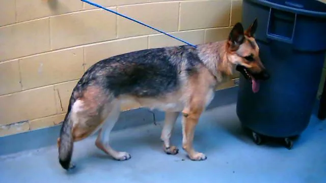 A young large-sized female German Shepherd Dog dog named Zoey for adoption in Tulsa, OK
