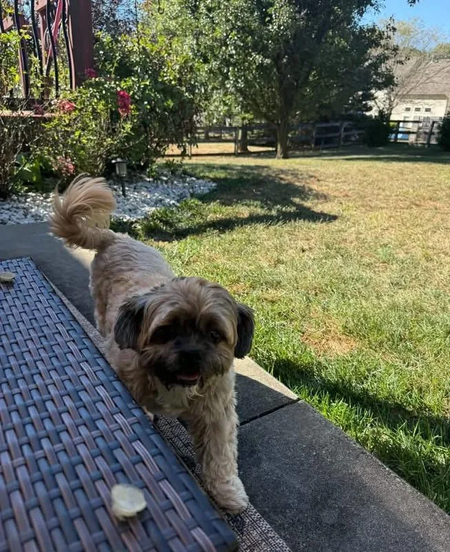 An adult medium-sized male Shih Tzu dog named Jagger for adoption in Richmond, KY