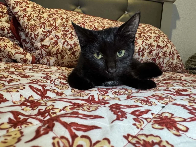A young medium-sized female Domestic Short Hair cat named Betty for adoption in Forney, TX
