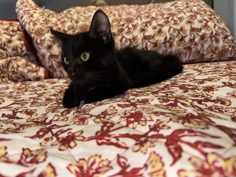 Betty thumbnail 3