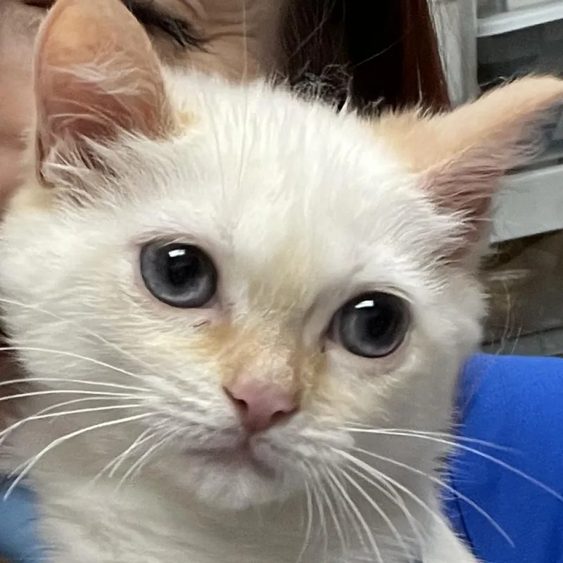 An adult small-sized female White Siamese cat named Cauliflower for adoption in Webster, TX