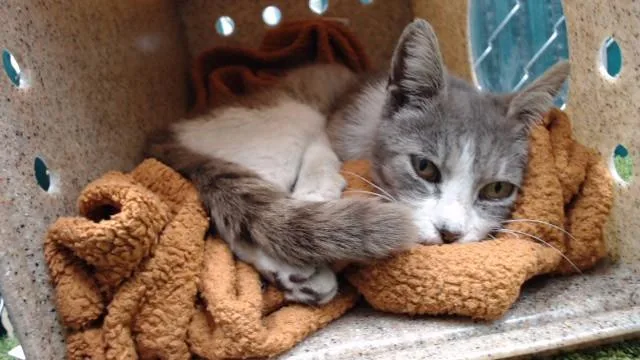 An adult medium-sized female Domestic Short Hair cat named Harriet for adoption in Downey, CA