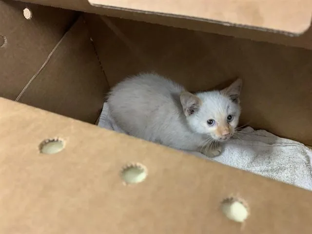 A baby small-sized female Siamese cat named Mustard for adoption in San Jose, CA