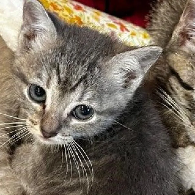 An adult medium-sized female Gray / Blue / Silver Domestic Short Hair cat named Minsuki for adoption in Houston, TX