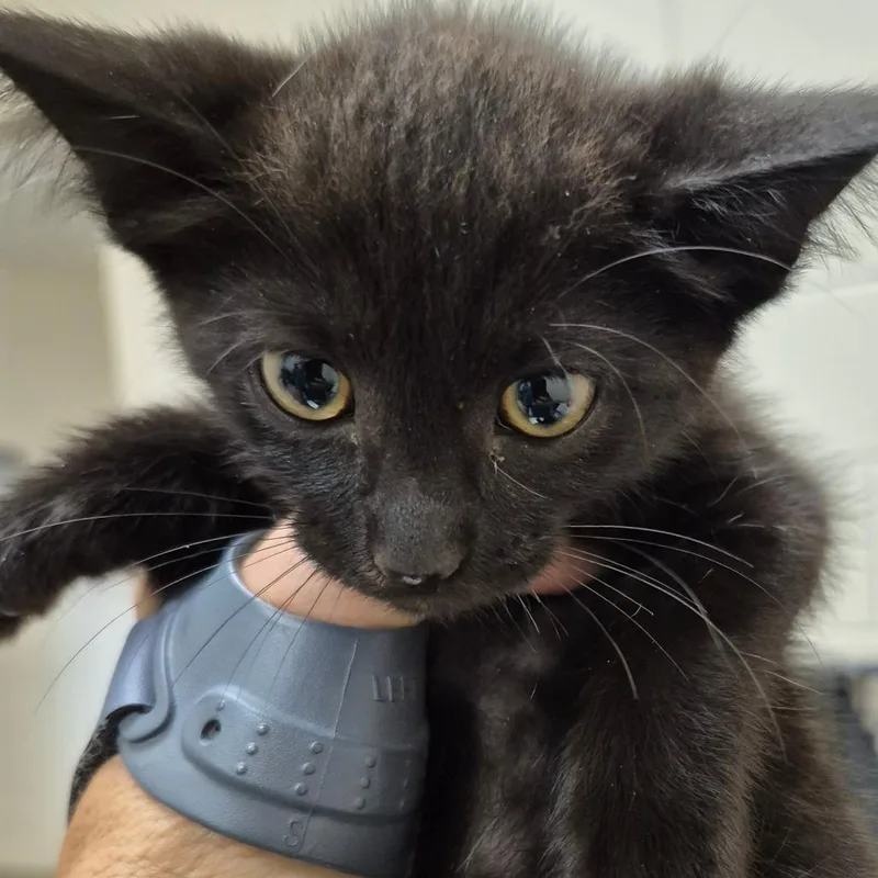A baby small-sized female Black Domestic Short Hair cat named Willow for adoption in Lake Panasoffkee, FL