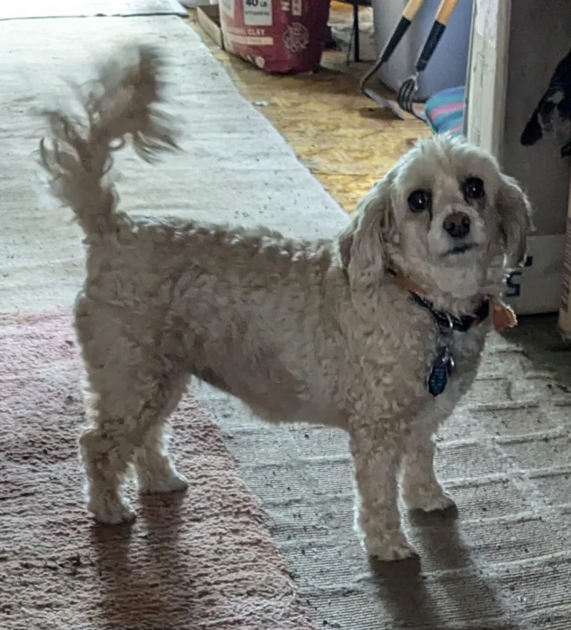 An adult small-sized female Cavalier King Charles Spaniel dog named Honey for adoption in Overland Park, KS