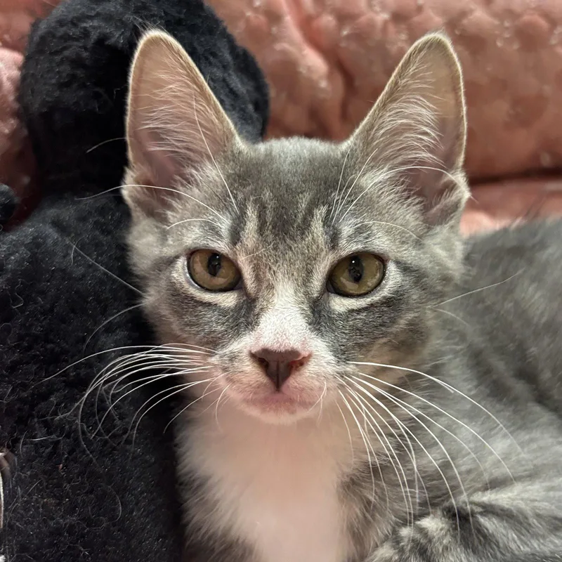 A baby medium-sized male Domestic Short Hair cat named Buckwheat for adoption in Sonora, CA