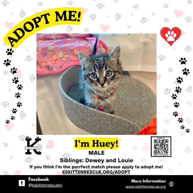 A baby medium-sized male Tabby (Gray / Blue / Silver) Domestic Short Hair cat named Huey for adoption in Brick, NJ
