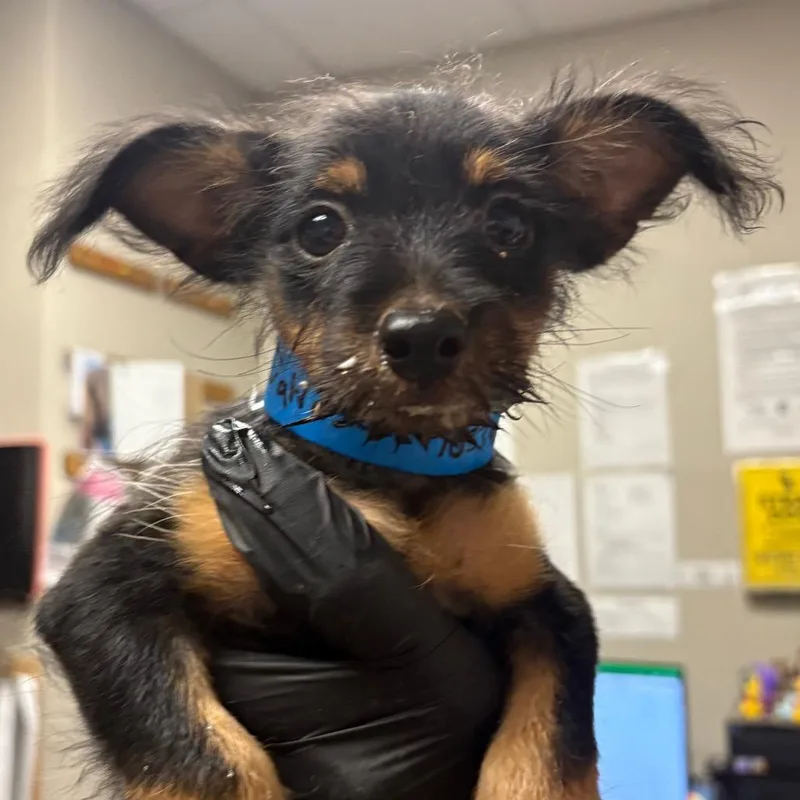 A baby small-sized male Black Mixed Breed dog named Salvatore for adoption in Yuma, AZ