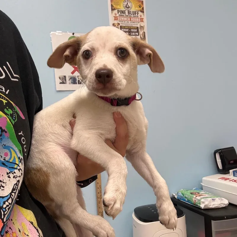A baby small-sized female White / Cream Terrier dog named Maebelle for adoption in Pine Bluff, AR