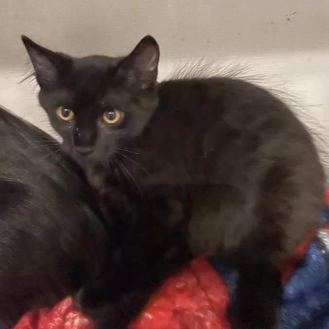 A baby small-sized male Black Domestic Medium Hair cat named Ares for adoption in Port Charlotte, FL
