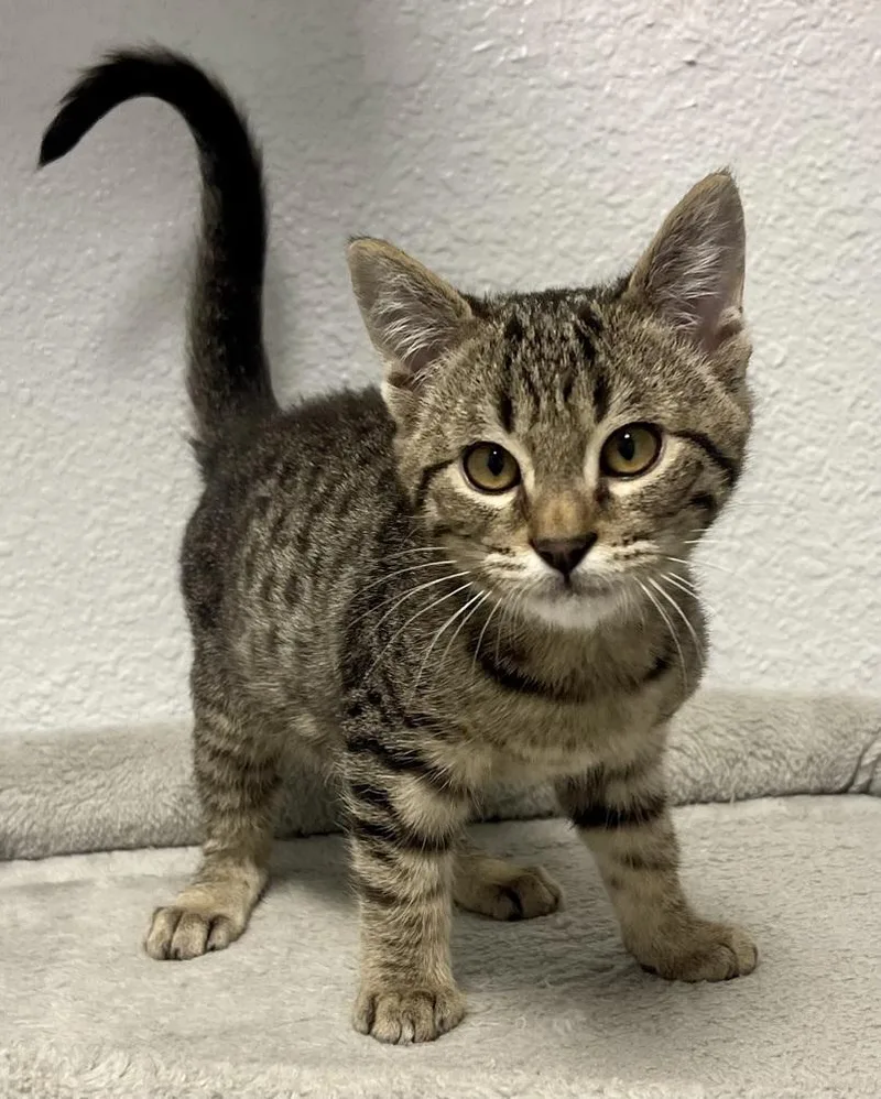 A baby small-sized male Brown / Chocolate Domestic Short Hair cat named Moe for adoption in Jamestown, CA