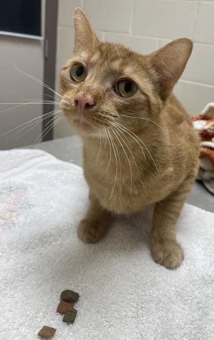 A baby medium-sized male Domestic Short Hair cat named Puppy for adoption in Westland, MI
