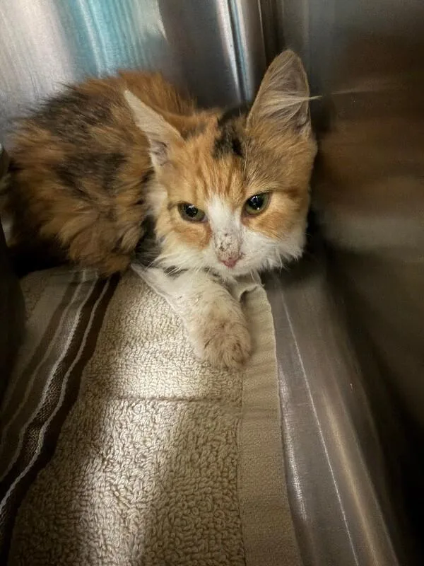 An adult medium-sized female Domestic Short Hair cat named Henrietta for adoption in Burgaw, NC