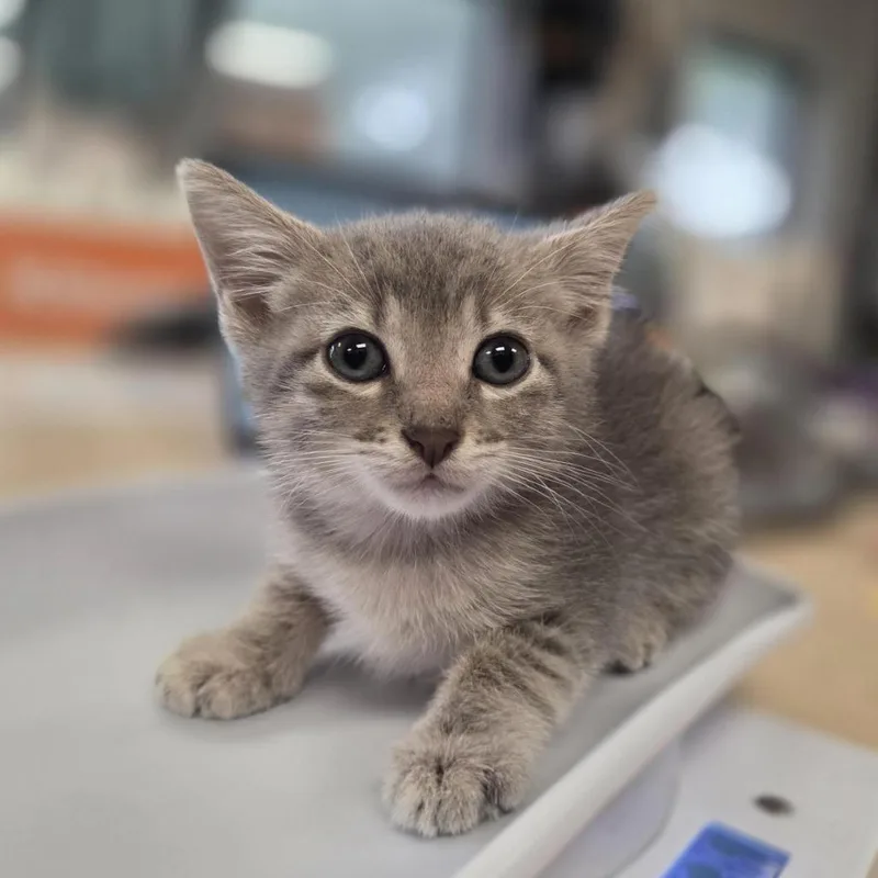 A baby small-sized female Gray / Blue / Silver Domestic Short Hair cat named Ava for adoption in Houston, TX