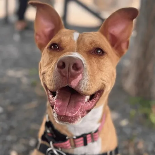 A young medium-sized female Pit Bull Terrier dog named Finny for adoption in Washoe Valley, NV