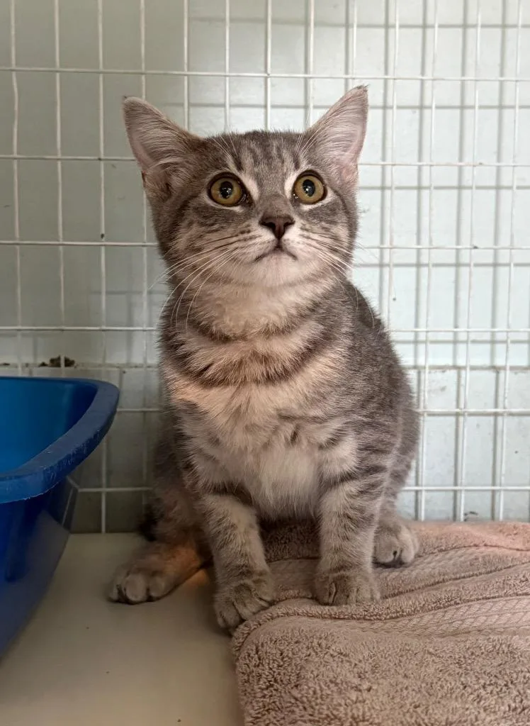 A baby medium-sized female Manx cat named Ziggy for adoption in Kingsland, GA