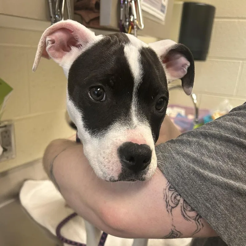 A baby small-sized female White / Cream Mixed Breed dog named Electric Slide for adoption in Asheville, NC