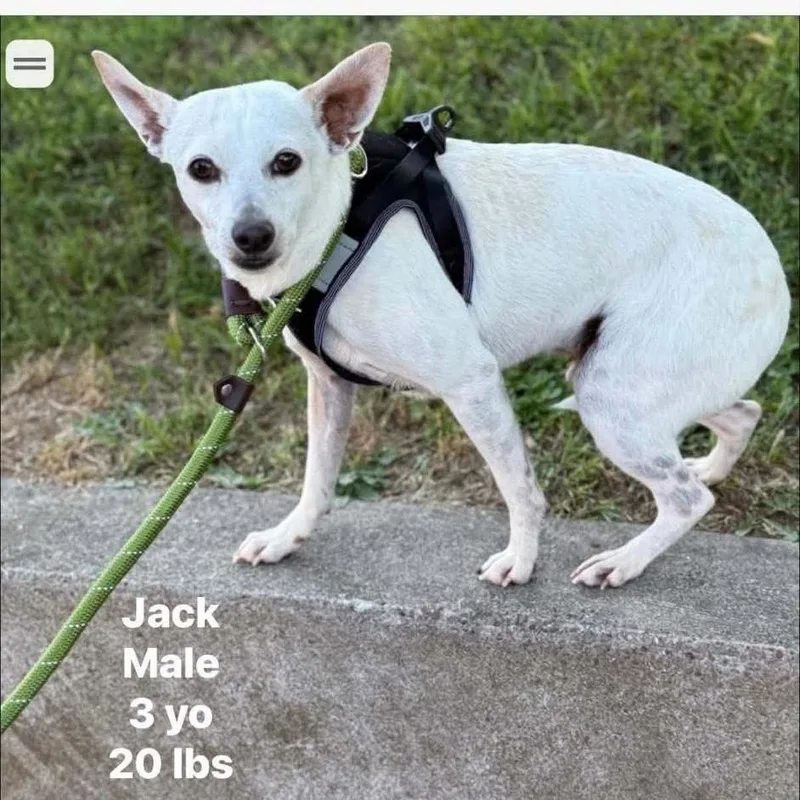 Jack thumbnail 4