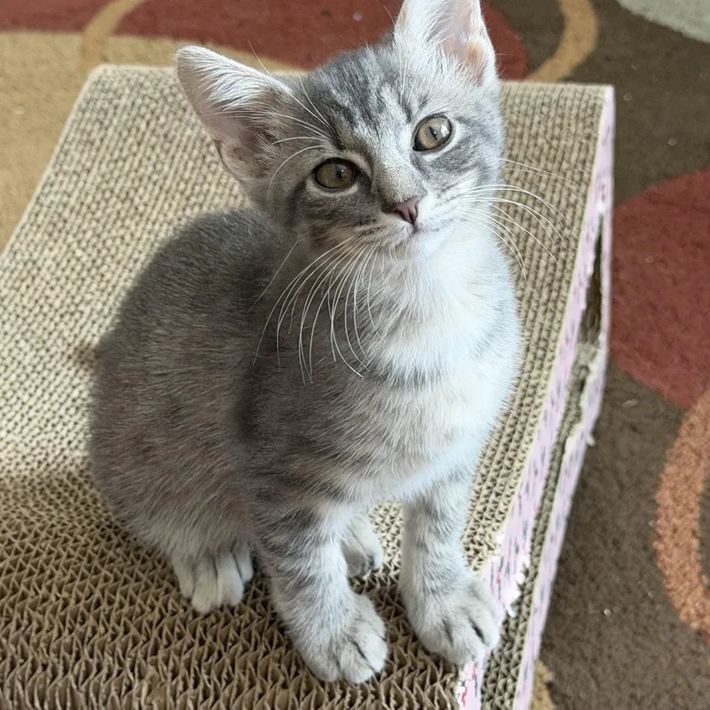 A baby medium-sized female Tabby (Gray / Blue / Silver) Domestic Short Hair cat named Porsche for adoption in Duluth, GA