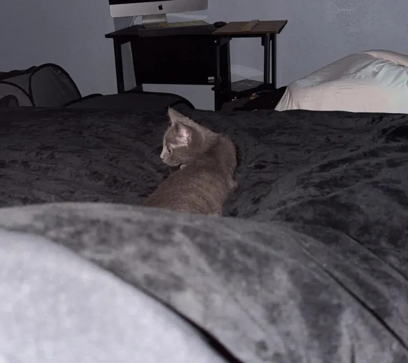 A baby medium-sized male Gray / Blue / Silver Domestic Short Hair cat named Rex for adoption in Overland Park, KS