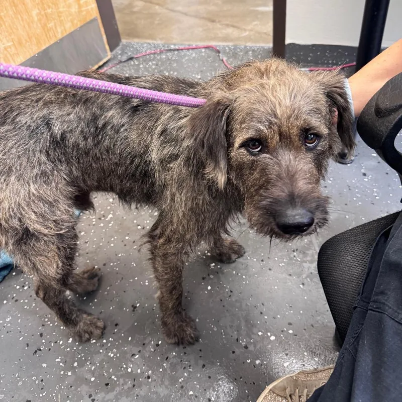 An adult medium-sized male Brown / Chocolate Mixed Breed dog named Christoph for adoption in Columbiana, AL
