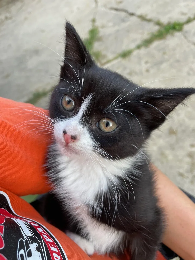 A baby medium-sized female Black & White / Tuxedo Domestic Short Hair cat named Sibal for adoption in Island Lake, IL