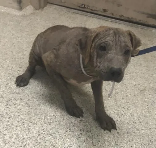 An adult medium-sized male Pit Bull Terrier dog named Flip for adoption in Conroe, TX