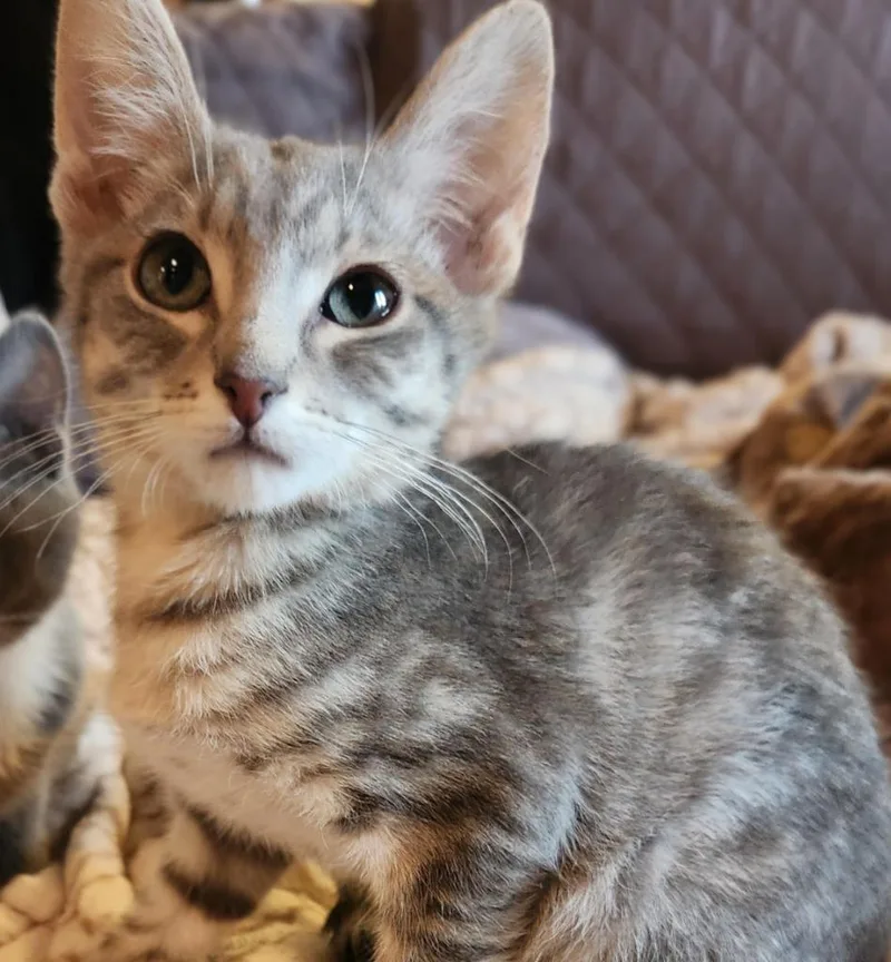 A baby medium-sized male Domestic Short Hair cat named Mario for adoption in Salt Lake City, UT