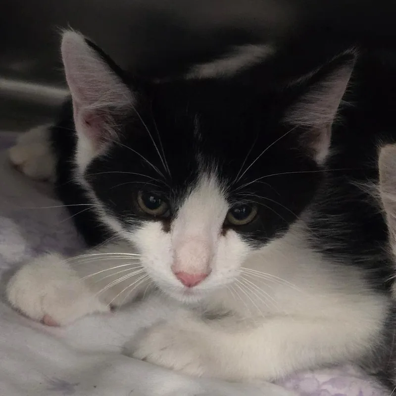 A baby small-sized male Black Domestic Long Hair cat named Oreo Cheesecake for adoption in Fairmont, WV