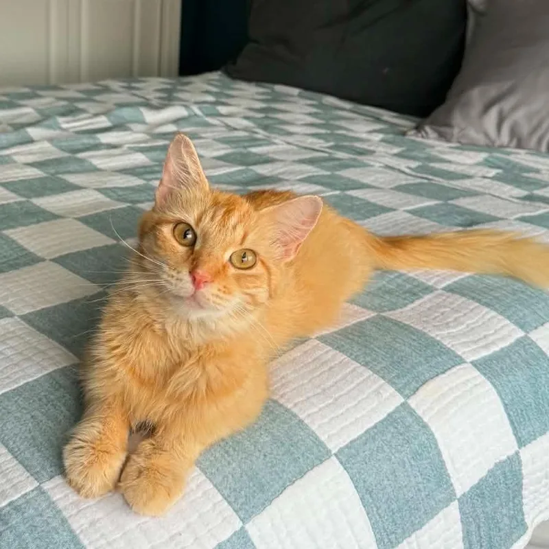 Daphne