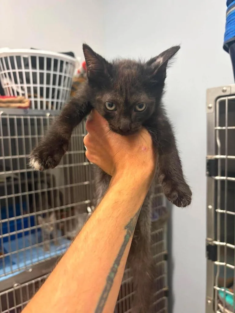 A baby medium-sized male Domestic Short Hair cat named Hugo for adoption in Republic, MO